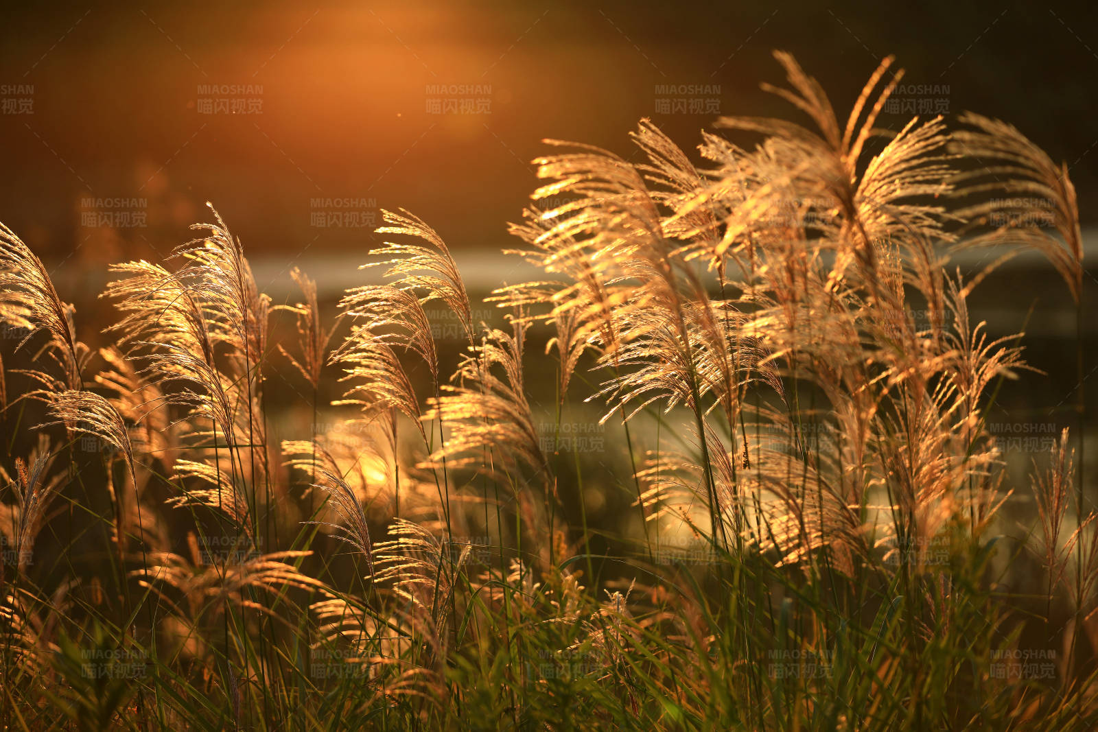 夕阳下的芦苇图片