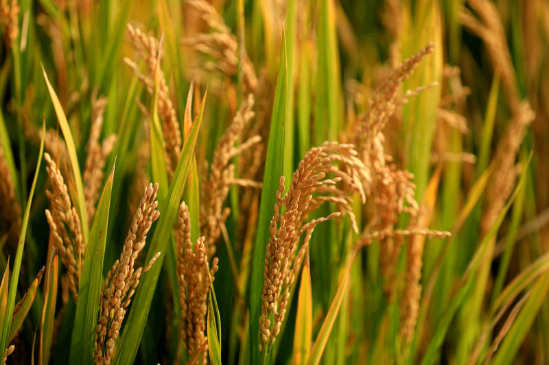 金黄稻谷丰收时图片