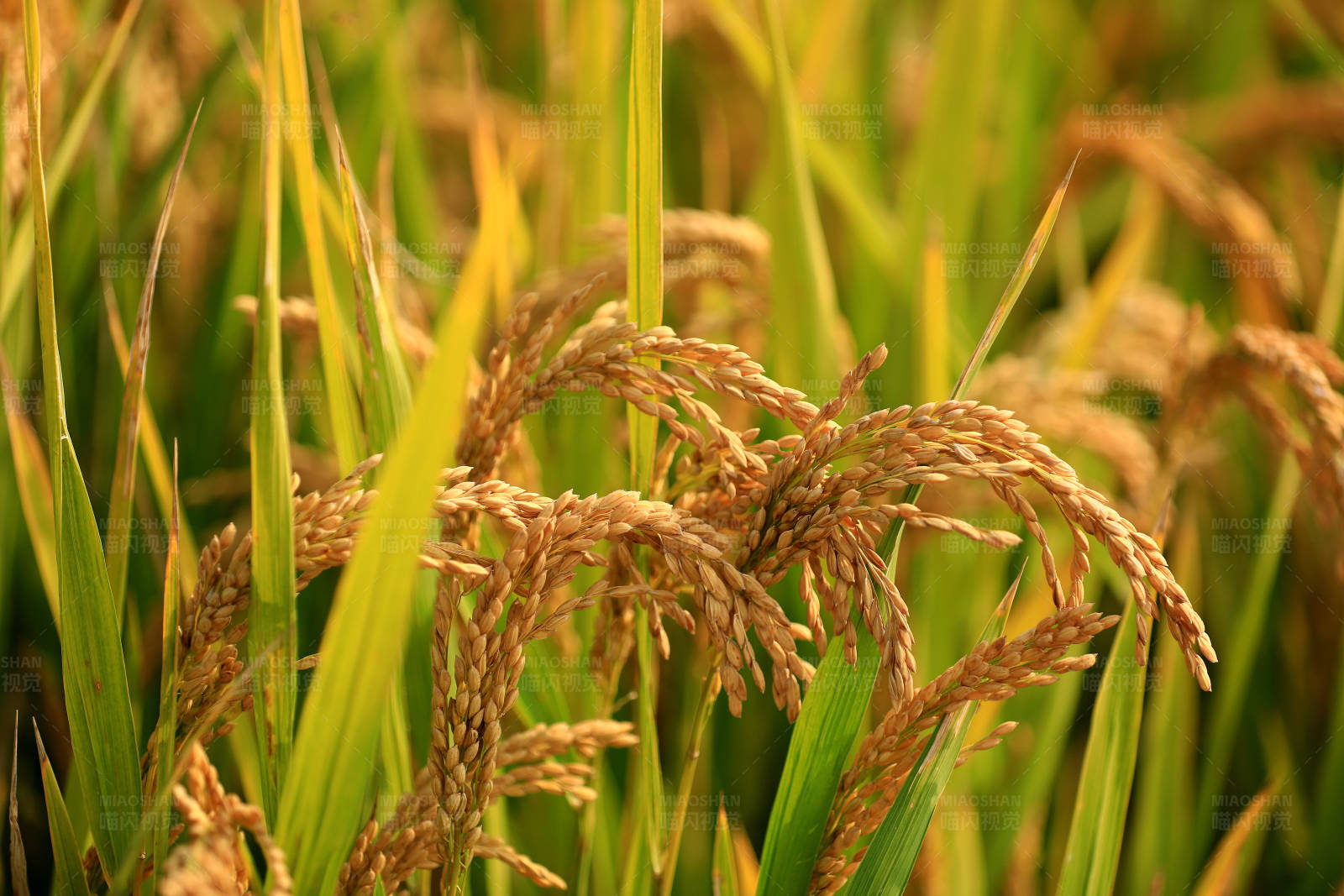 金黄稻谷丰收季图片