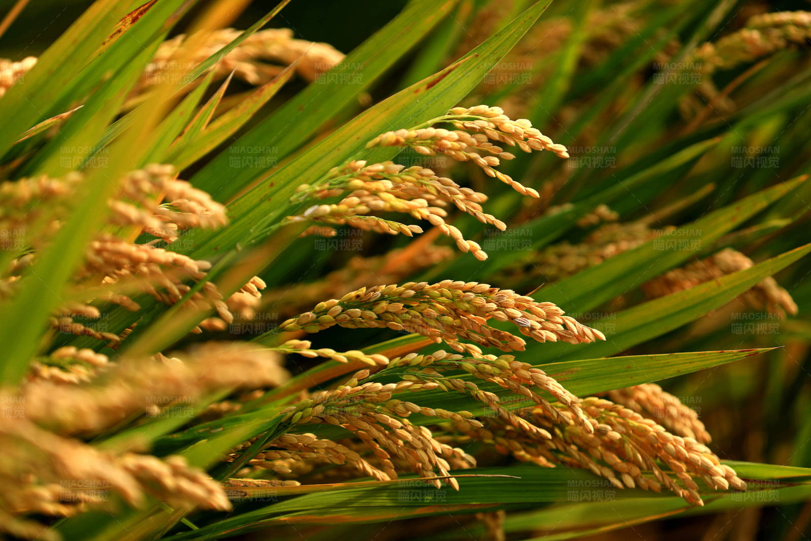 稻谷丰收的景象图片