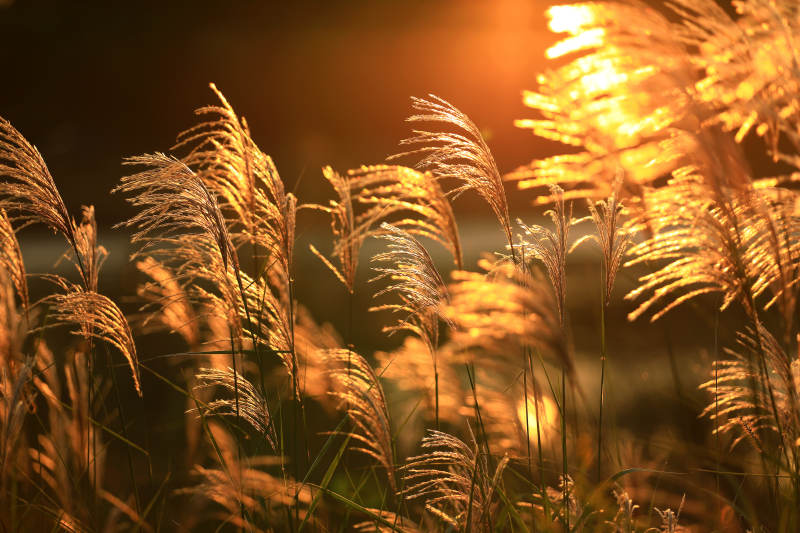 夕阳下的芦苇图片