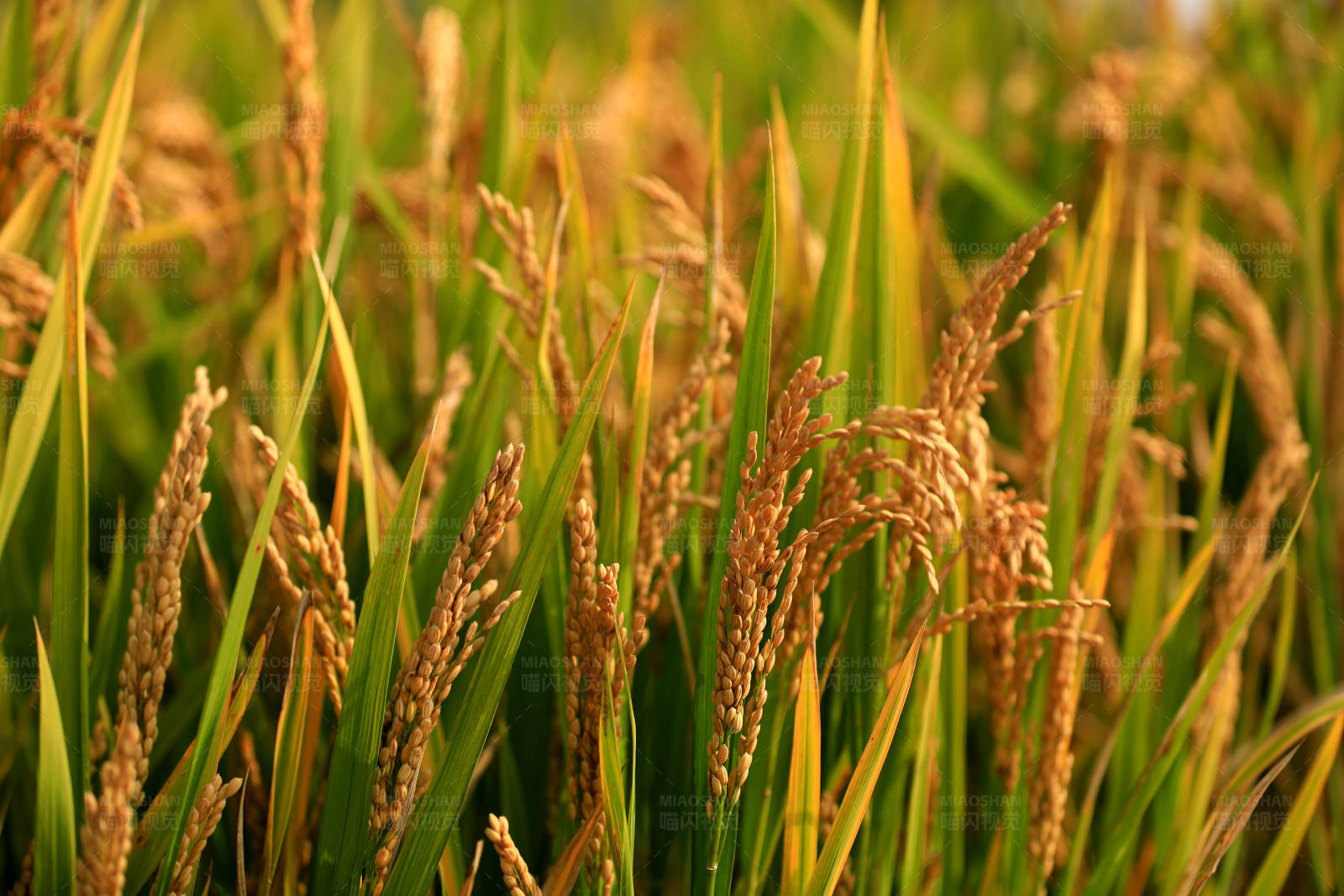 金色稻田丰收季图片