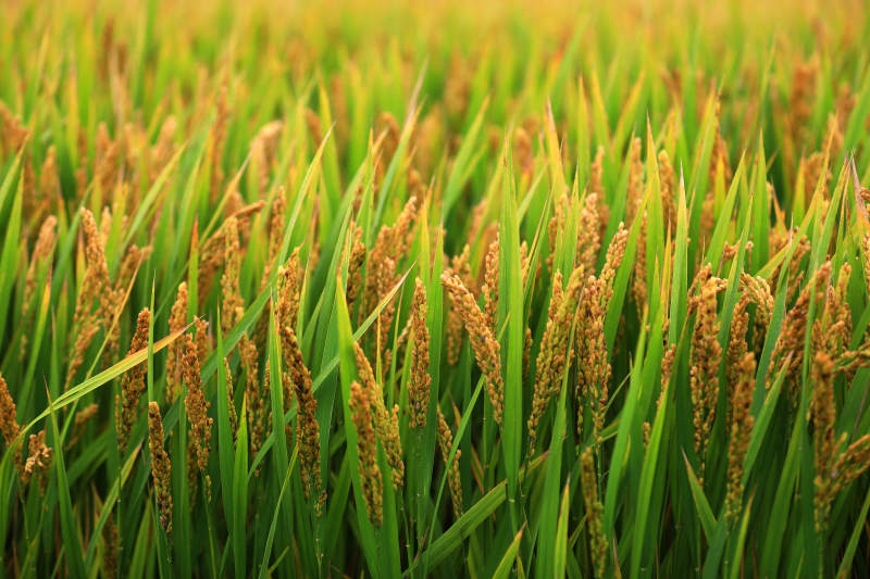 金黄稻田丰收季图片