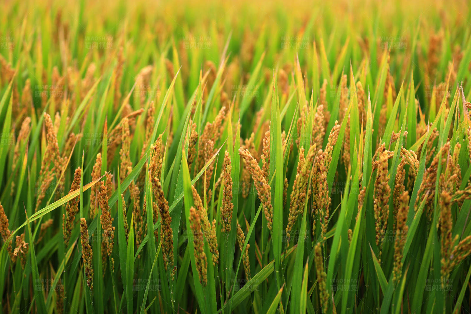 金黄稻田丰收季图片