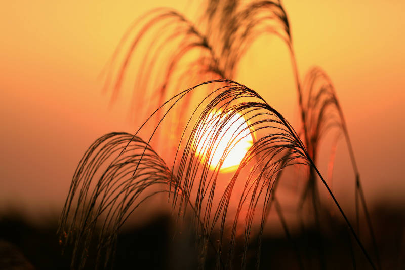 夕阳下的芦苇图片