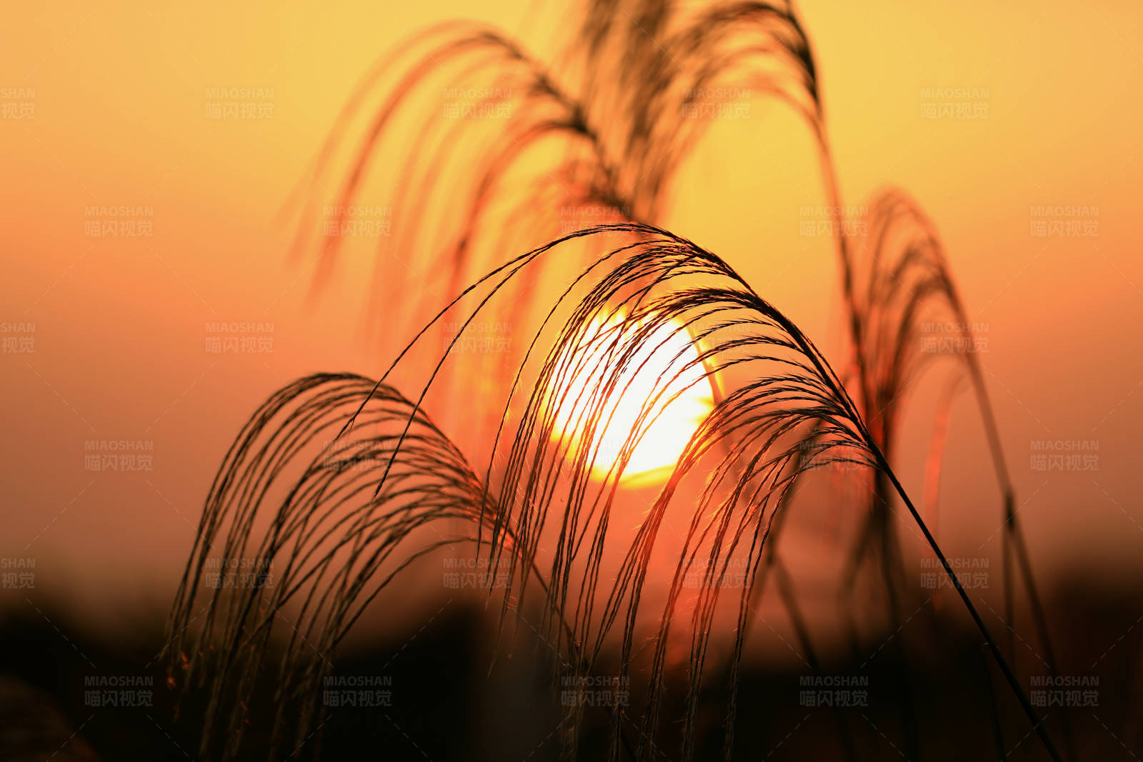 夕阳下的芦苇图片