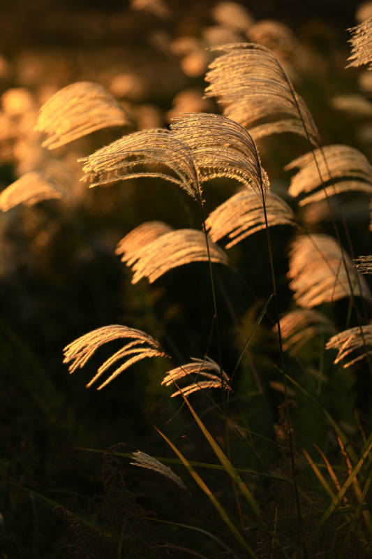 夕阳下的金色芦苇图片