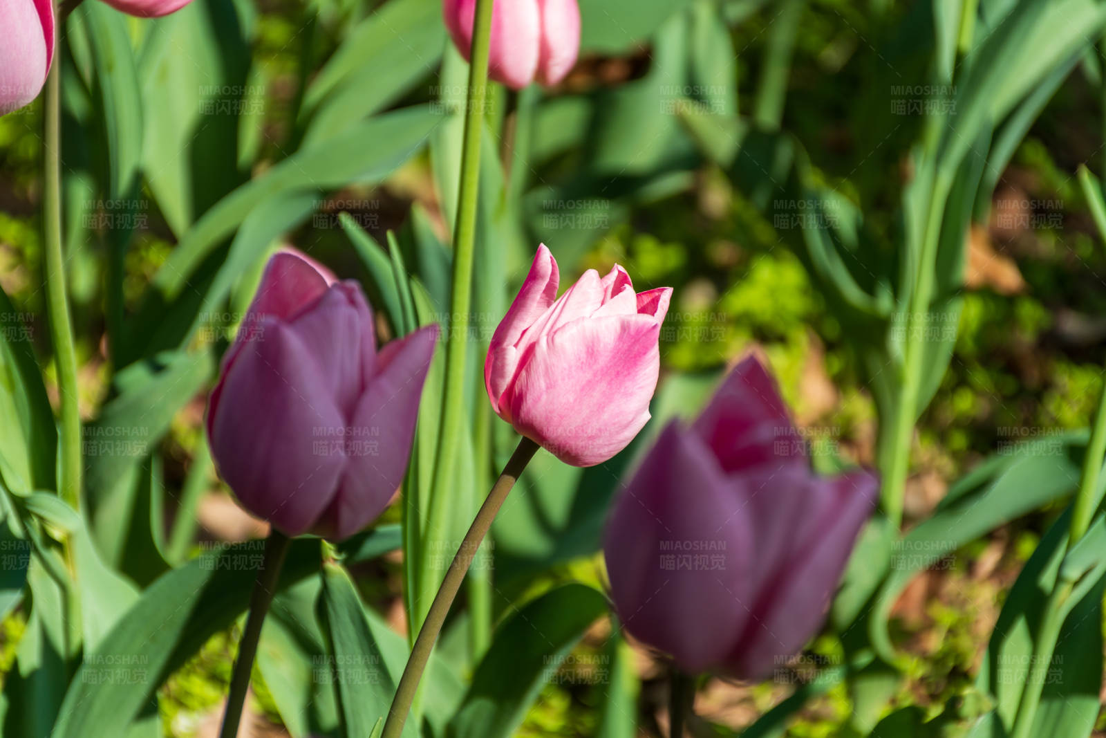 紫色与粉色郁金香图片