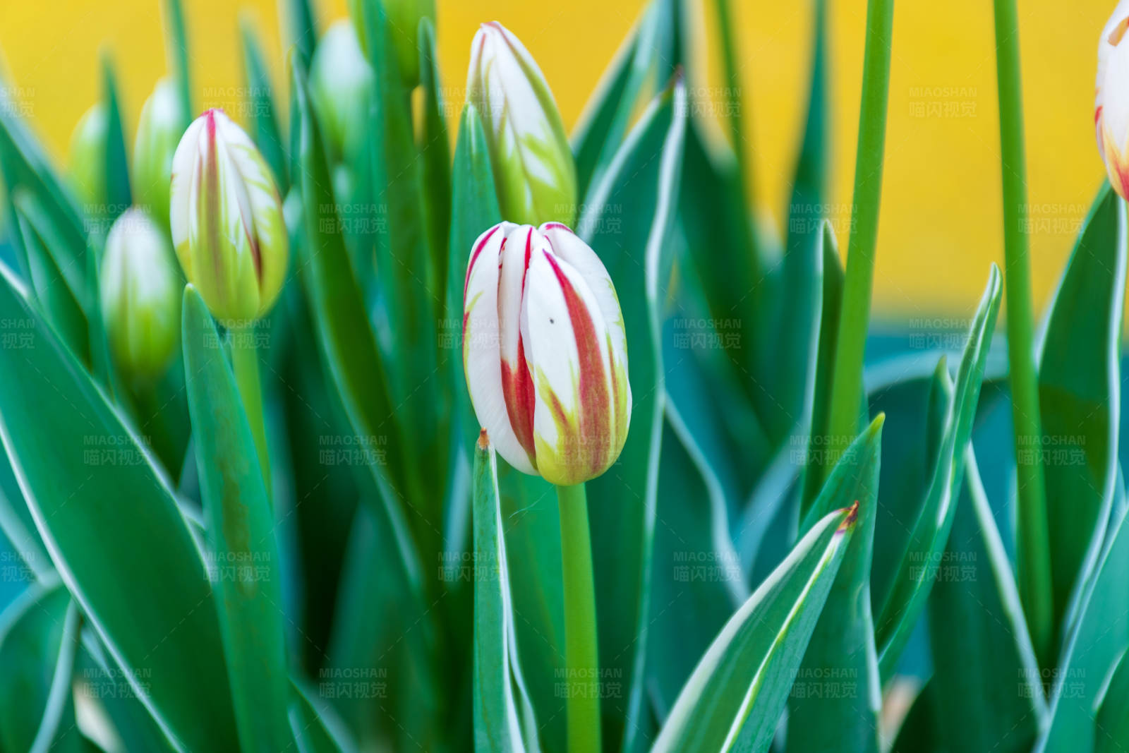 含苞待放的郁金香图片