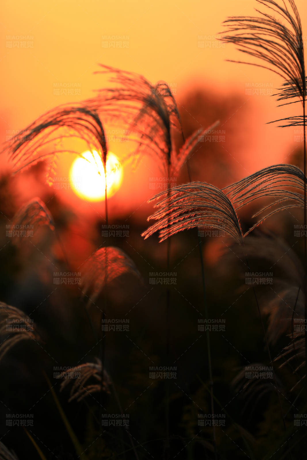 夕阳下的芦苇图片