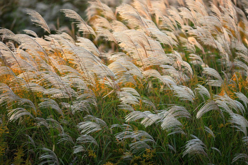 夕阳下的芦苇荡图片