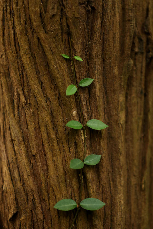嫩芽攀爬在树干上图片