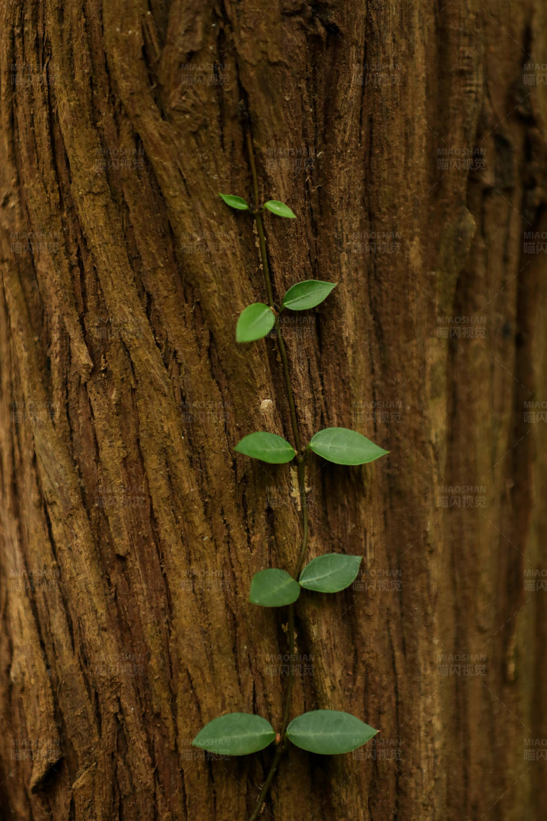 嫩芽攀爬在树干上图片