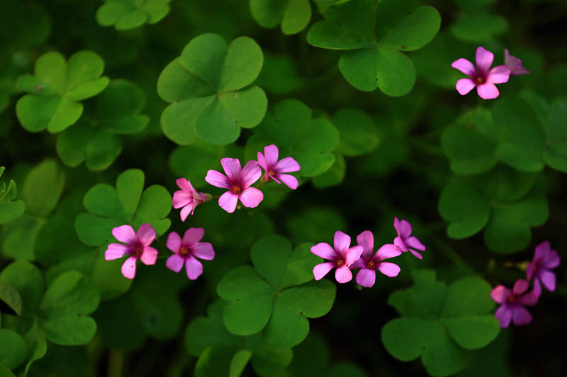红花酢浆草图片