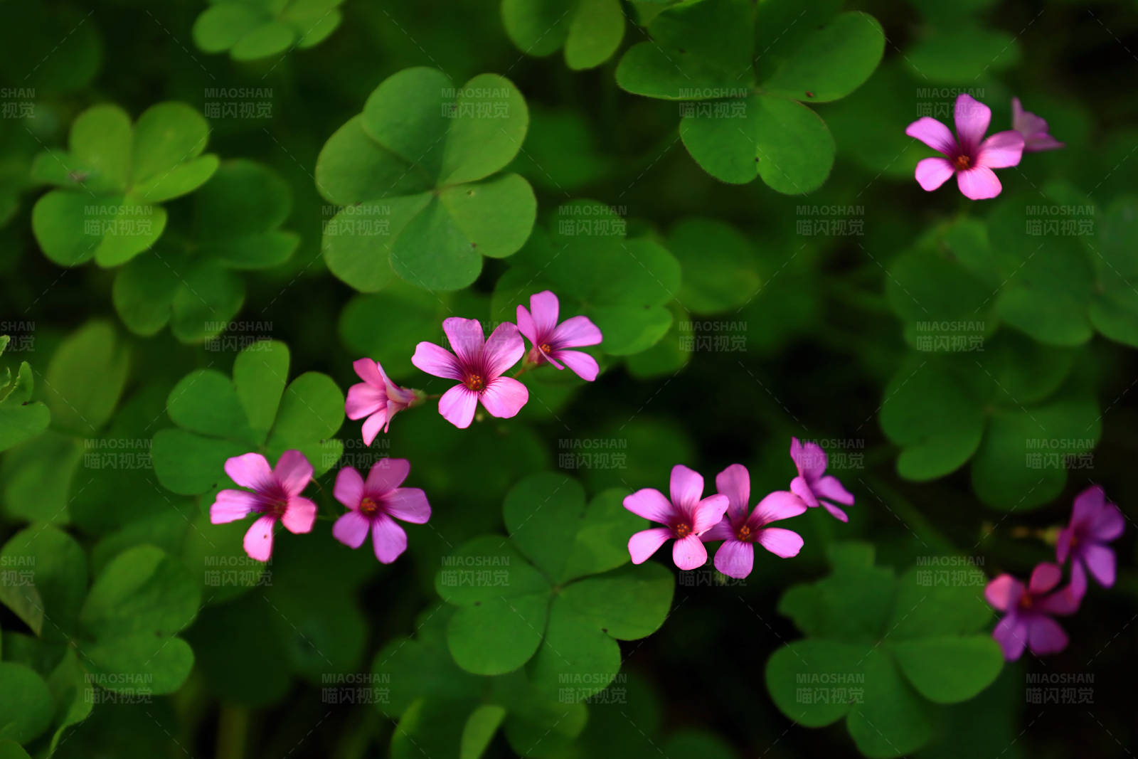红花酢浆草图片
