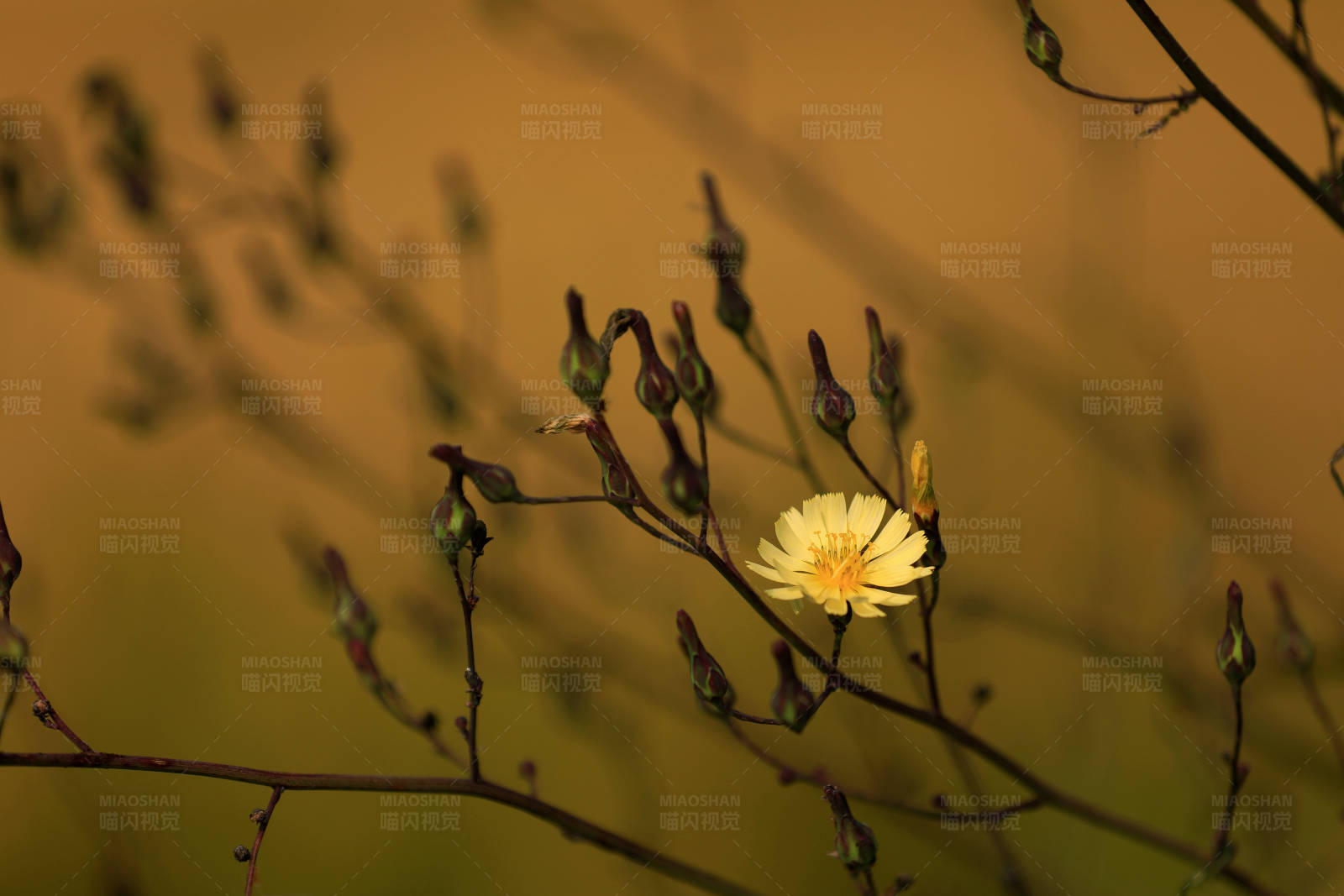 孤独绽放的野花图片