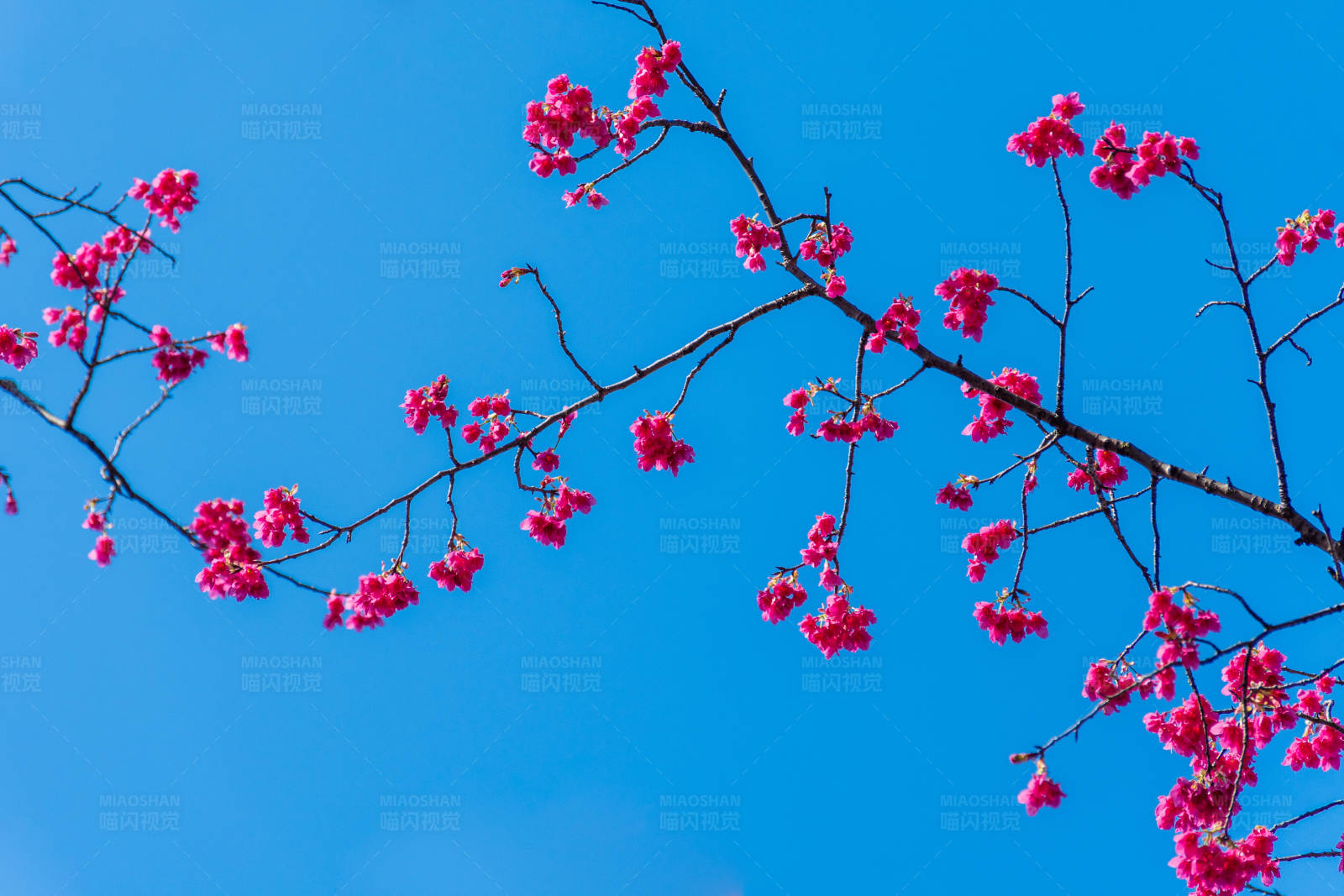 红花映蓝天图片
