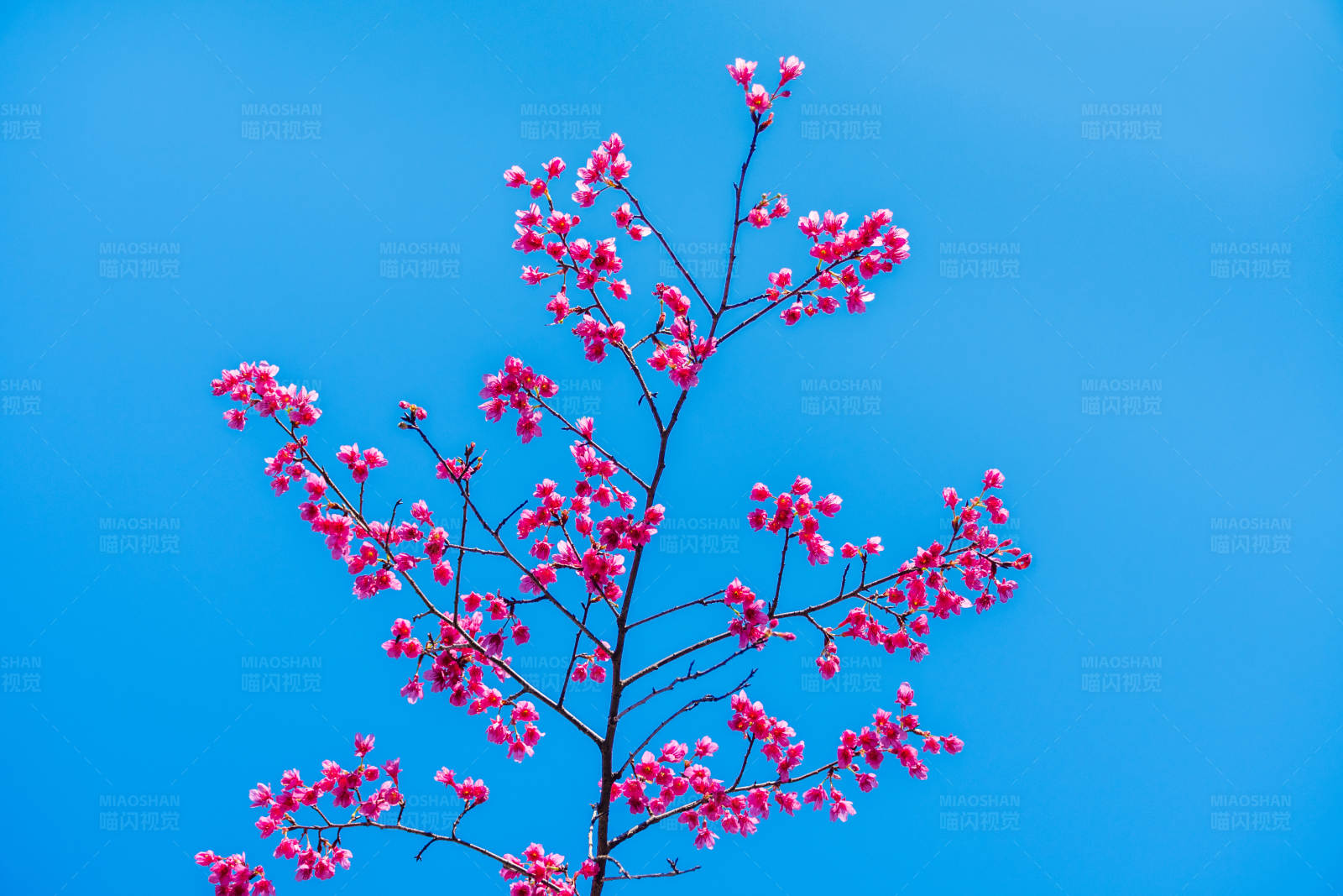 蓝天下粉色樱花图片
