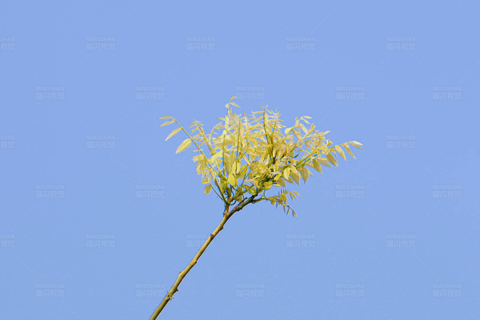 蓝天下的嫩枝图片