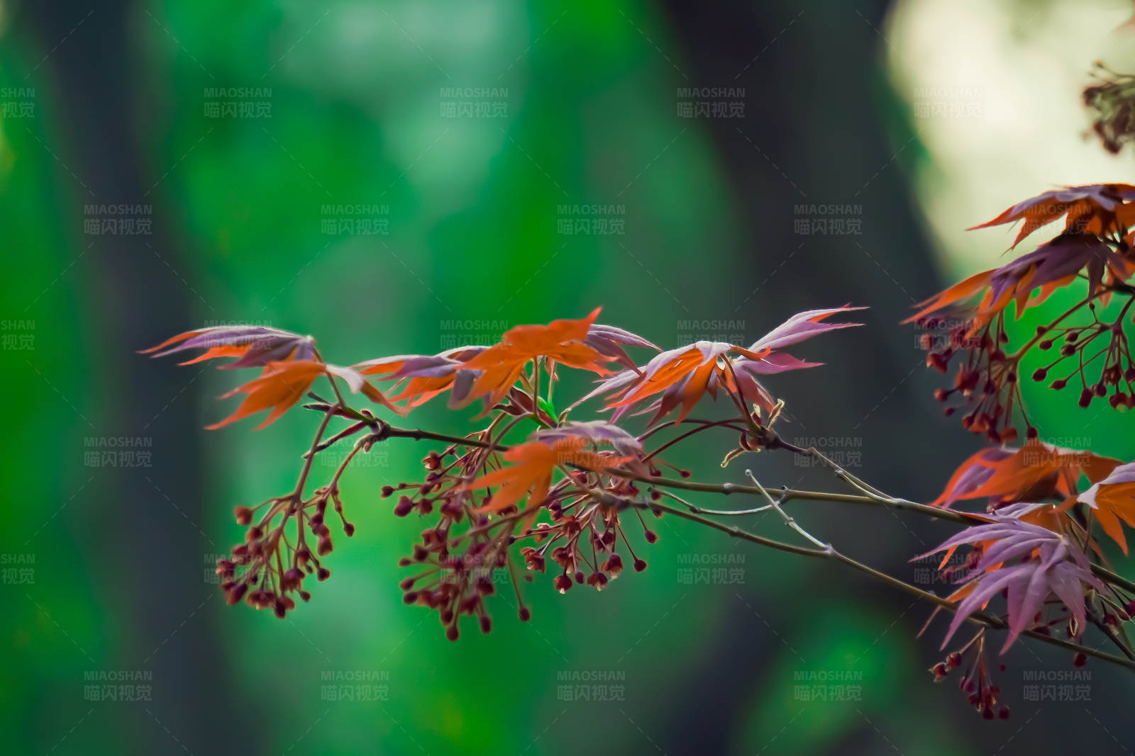 秋叶与果实图片