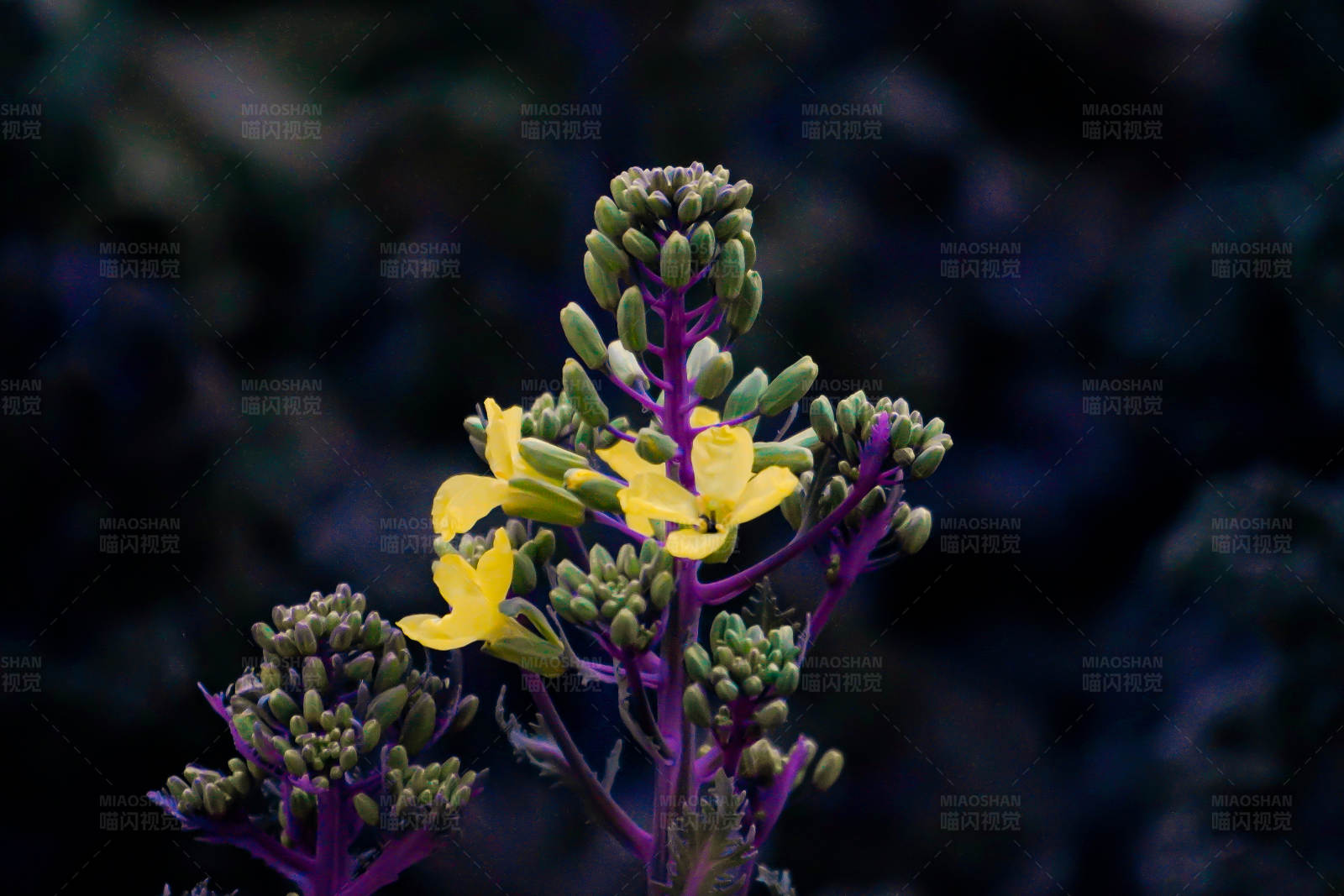 黄花紫茎 暗夜绽放图片