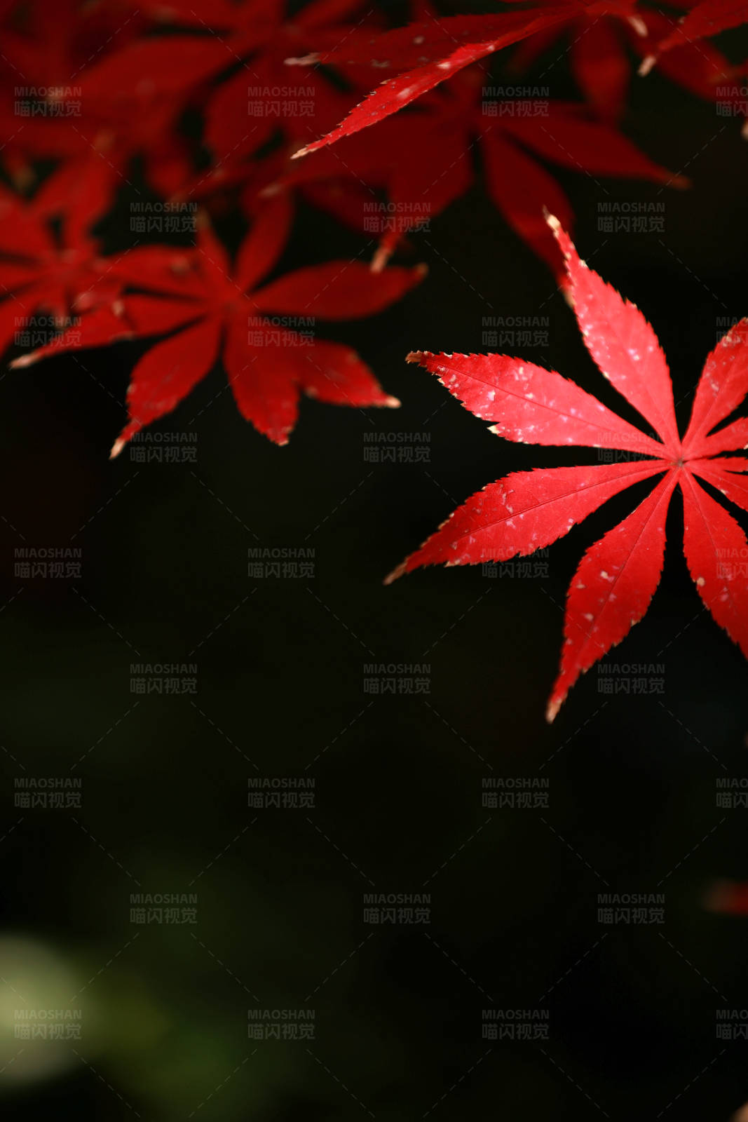 红色枫叶光影图片