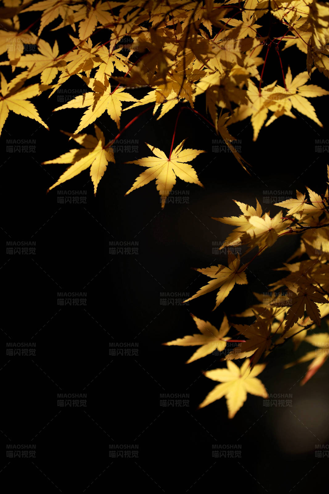 深秋金色枫叶光影图片