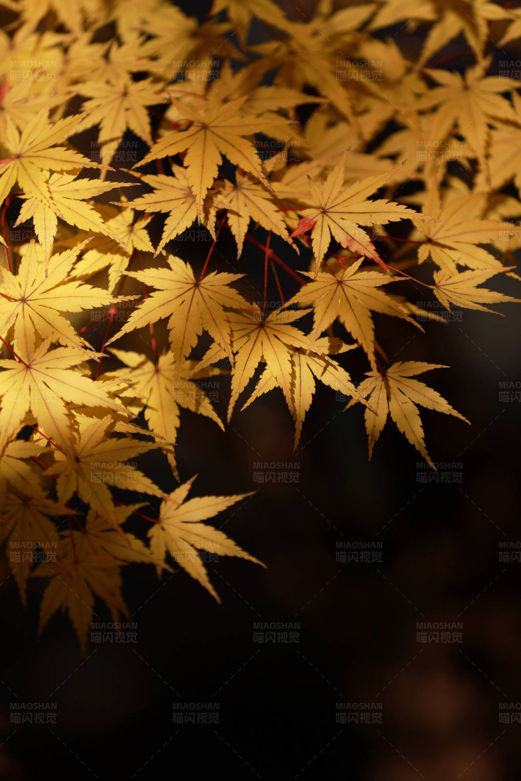 深秋金色枫叶光影图片
