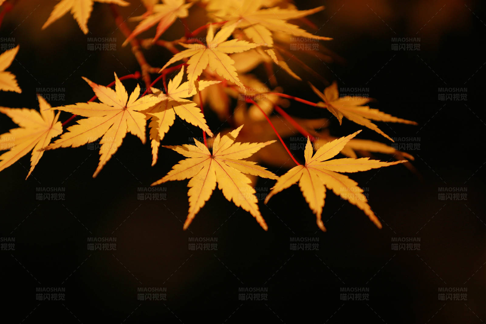 秋日枫叶光影图片