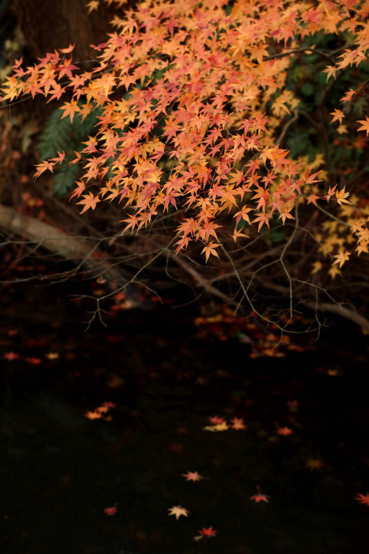 秋叶飘落水中图片