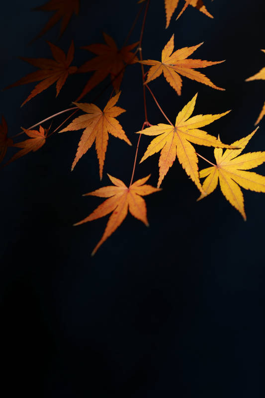 金色枫叶光影美图图片