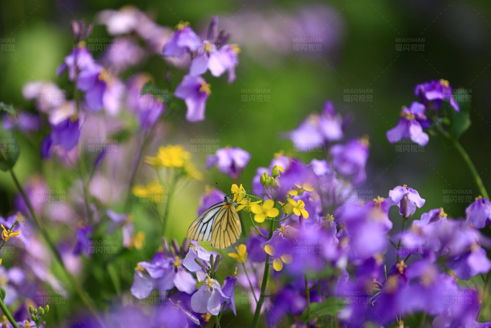 蝴蝶与紫色花海图片