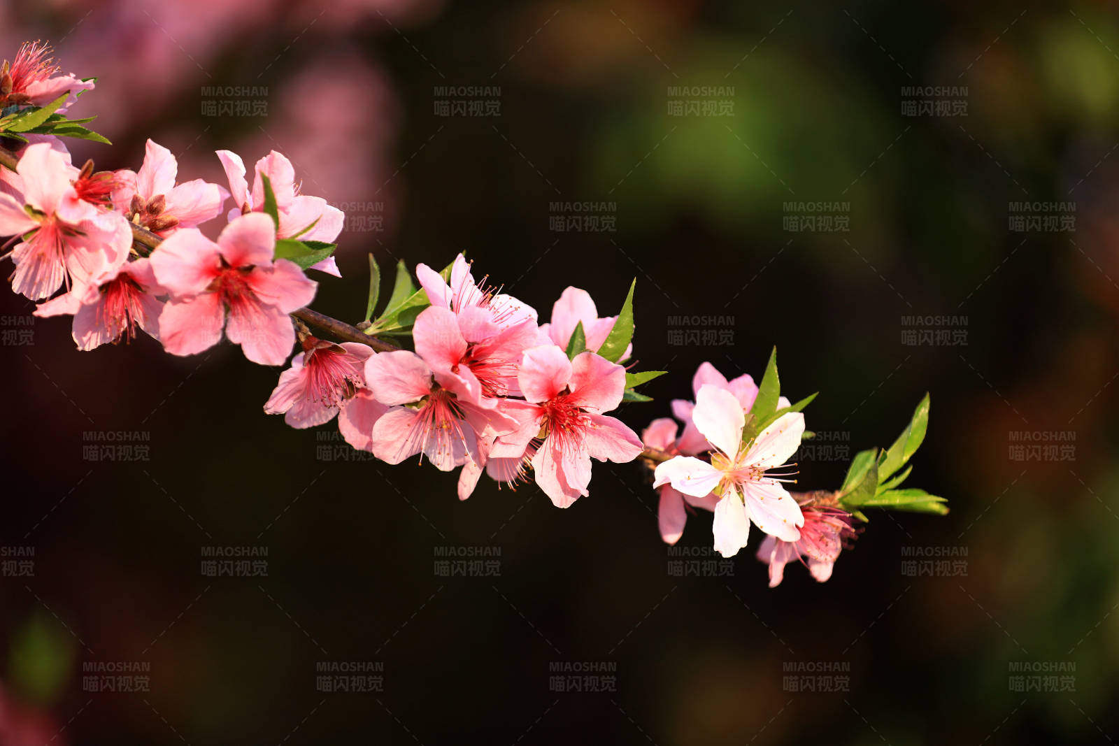 春日桃花盛开图片