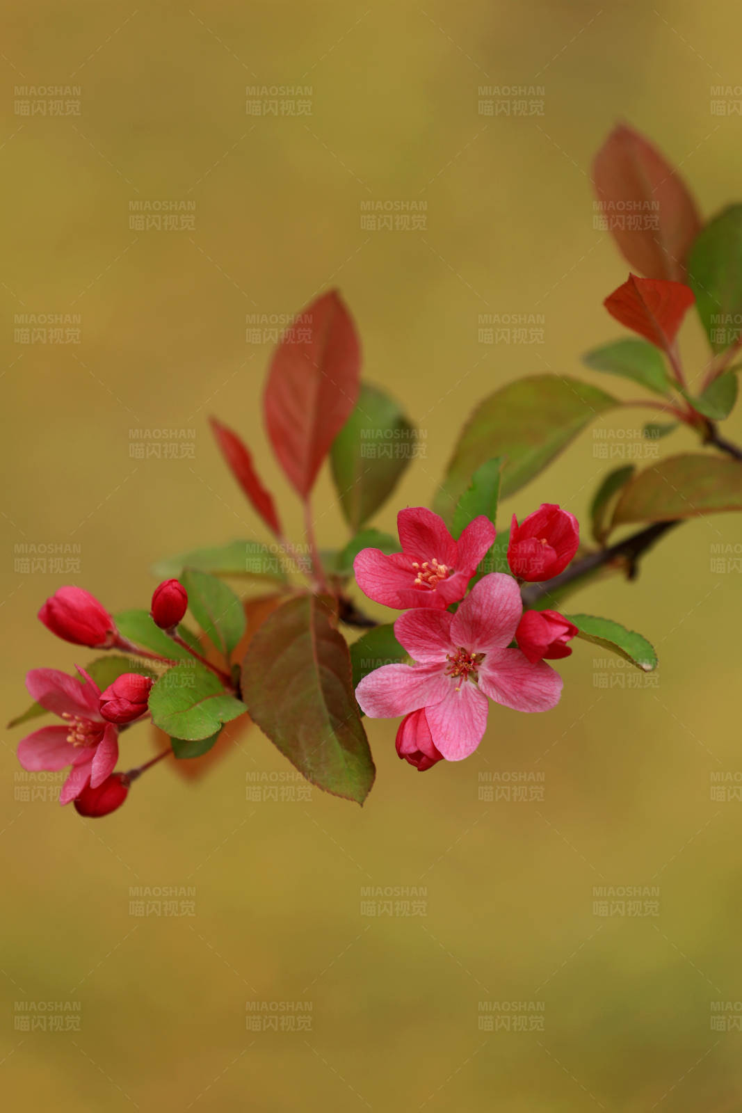 春日海棠花开特写图片