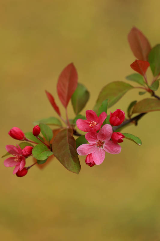 春日海棠花开特写图片