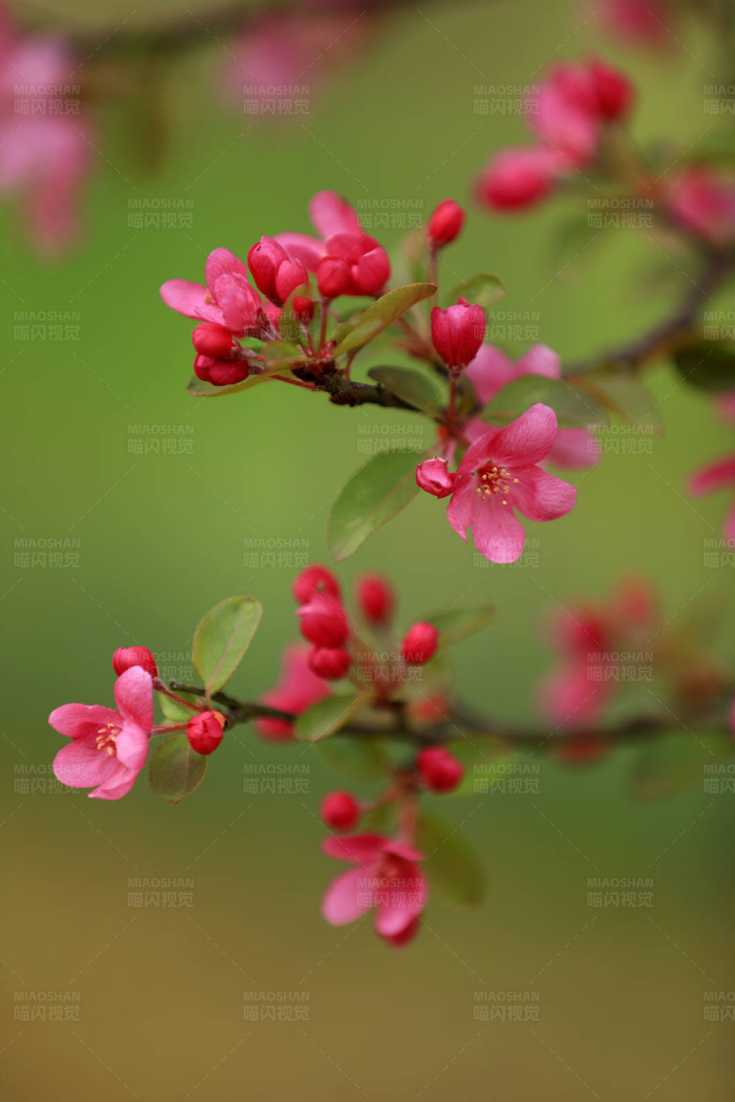 春日海棠花开图片