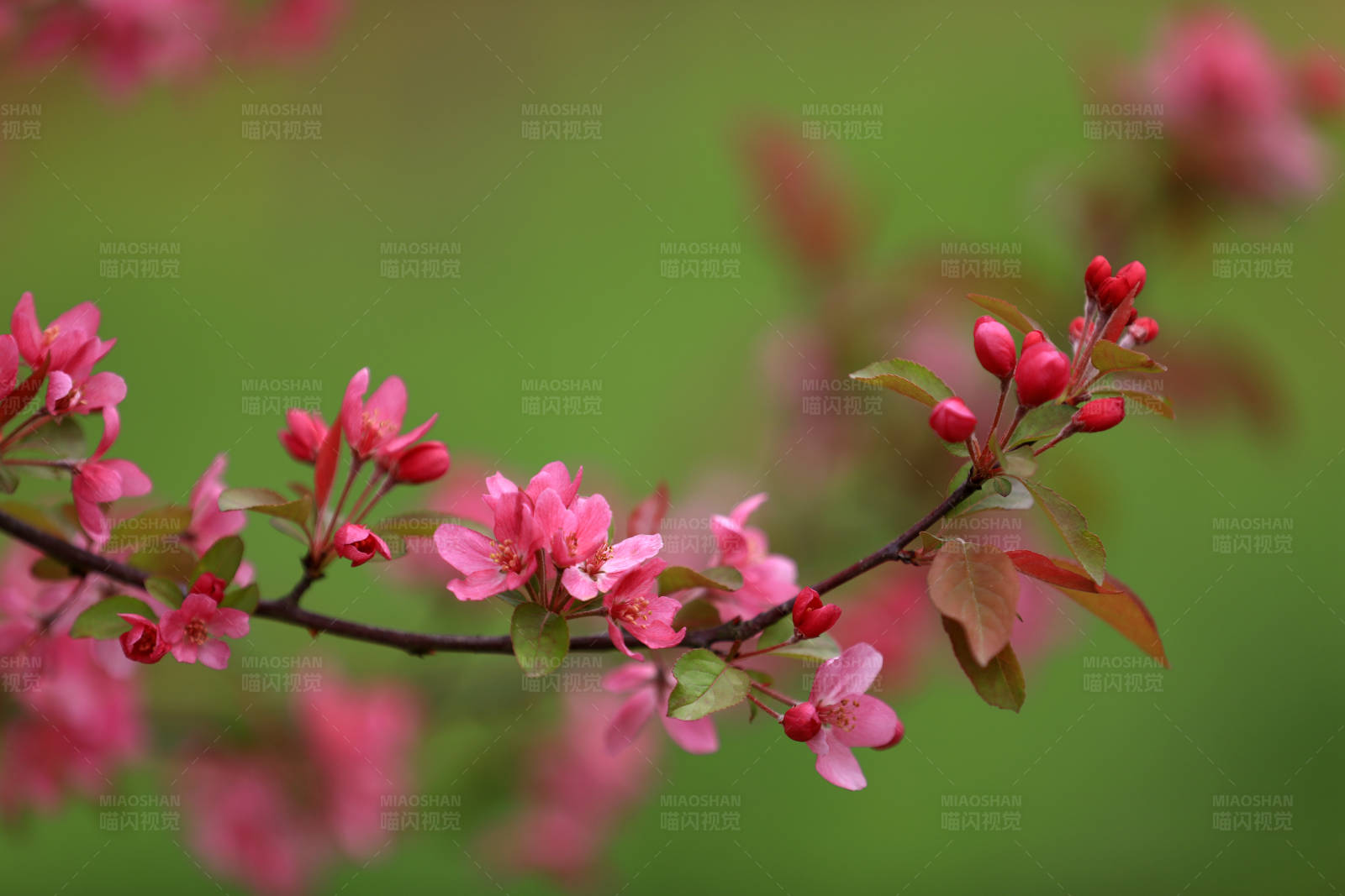 春日海棠花花开图片