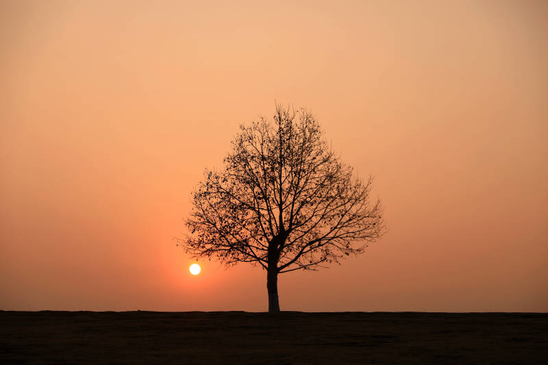南京孤独树夕阳剪影图片