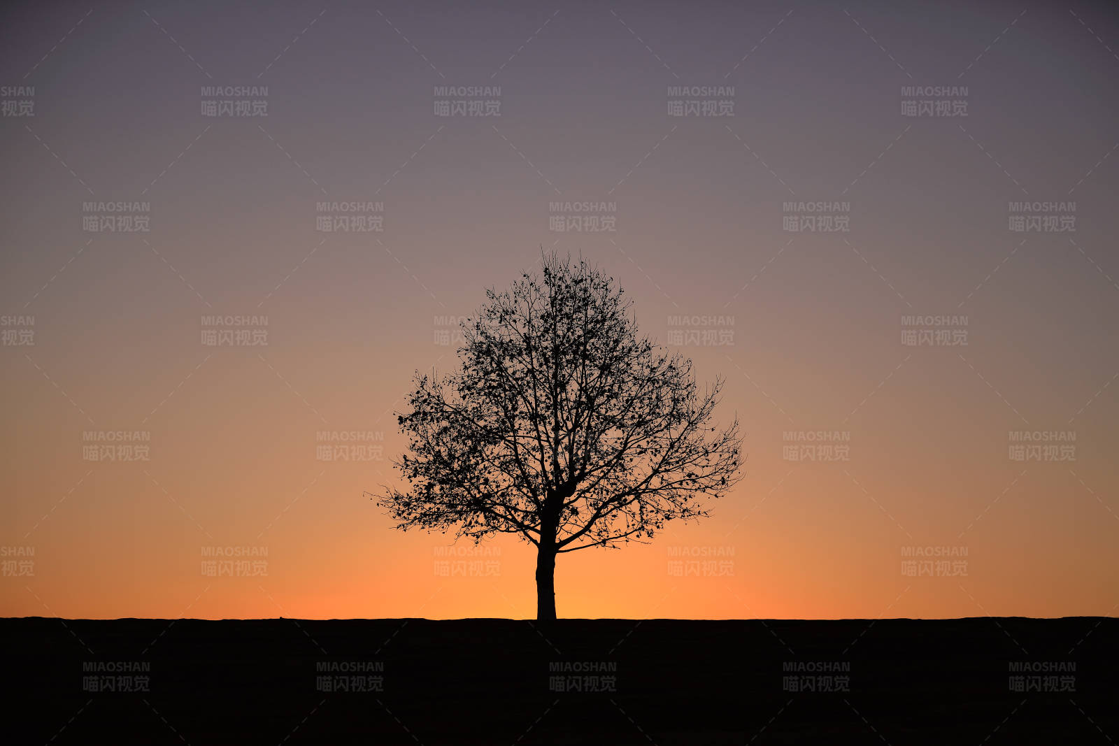 南京孤树日落剪影图片