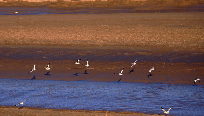 盐城条子泥景区的越冬候鸟图片