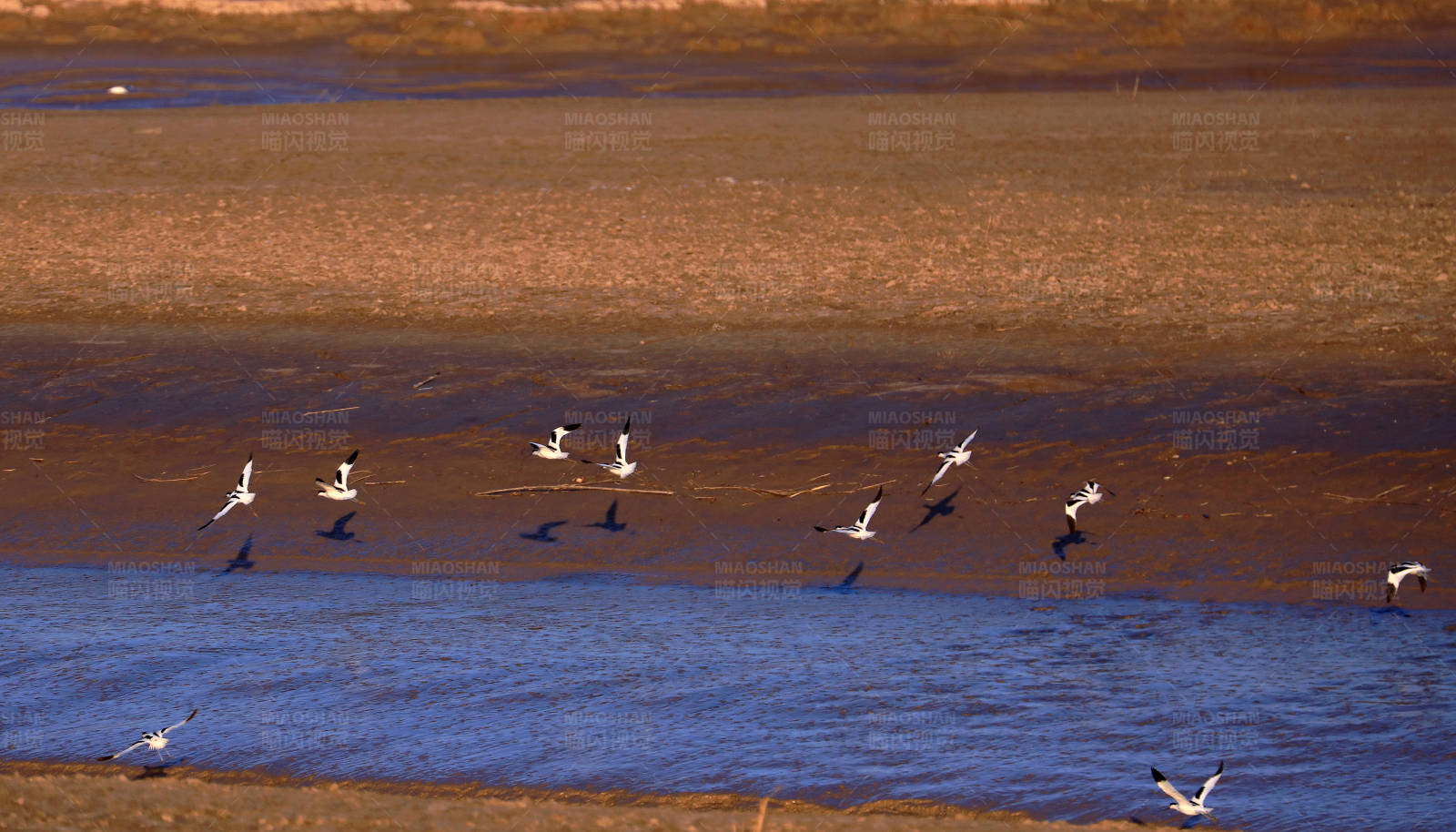 盐城条子泥景区的越冬候鸟图片
