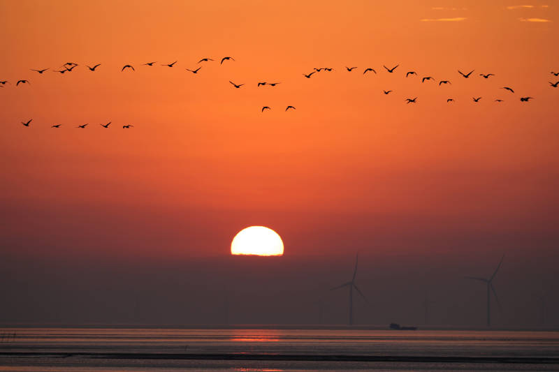 海上日出时的鸟群和风车图片