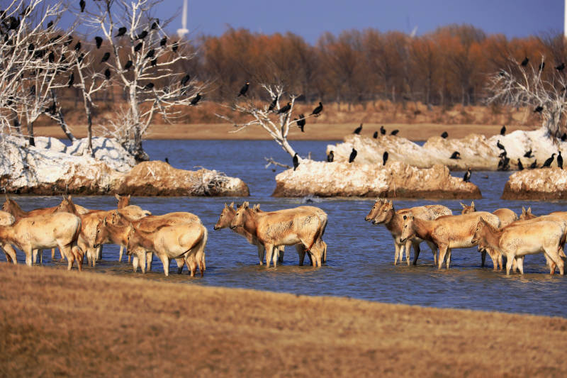 麋鹿群饮水 鸟儿栖息图片