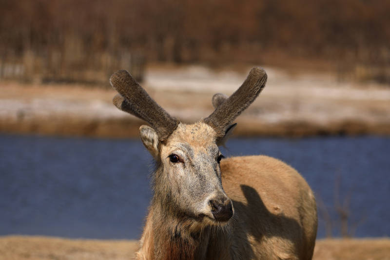 湖畔的麋鹿特写图片