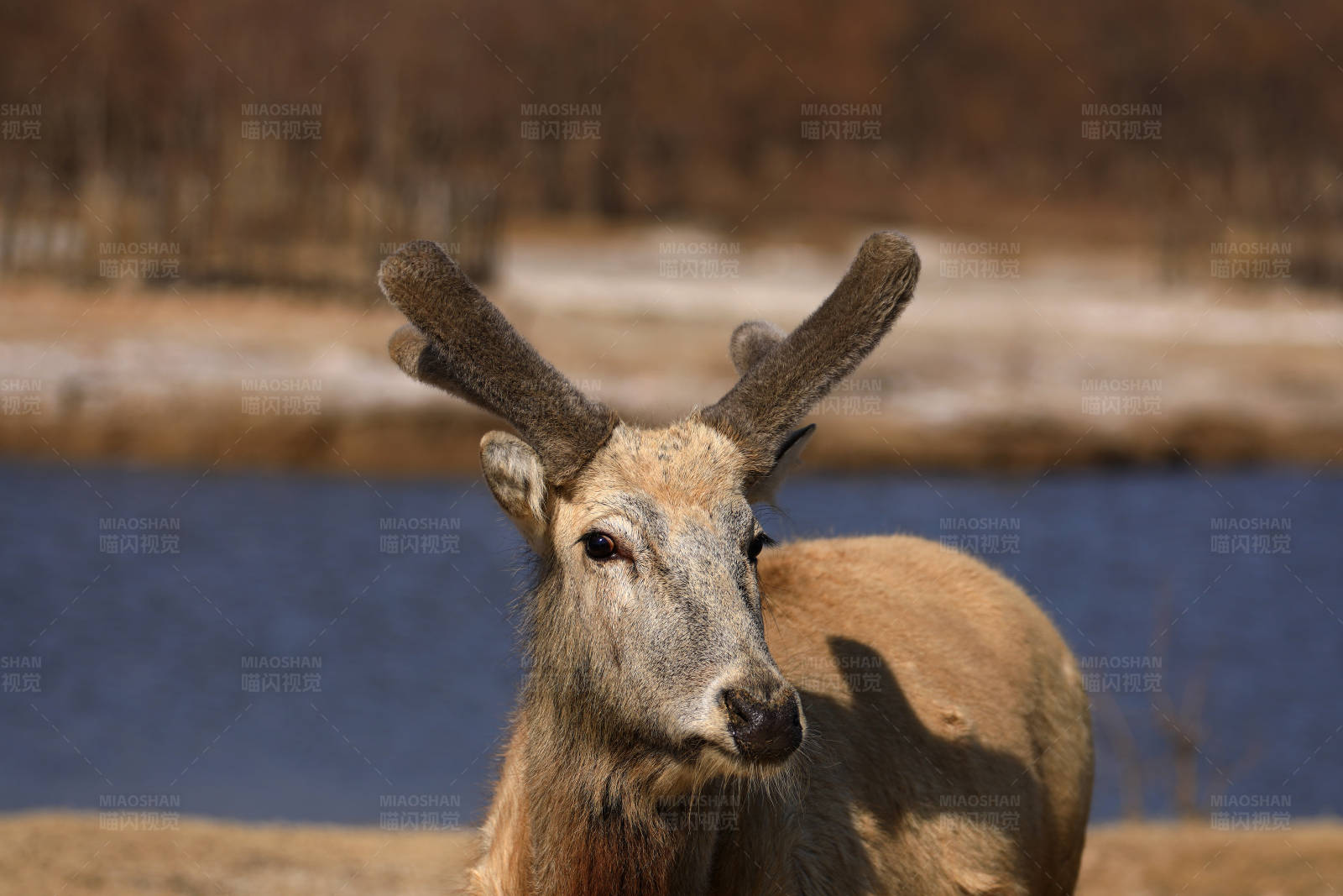 湖畔的麋鹿特写图片
