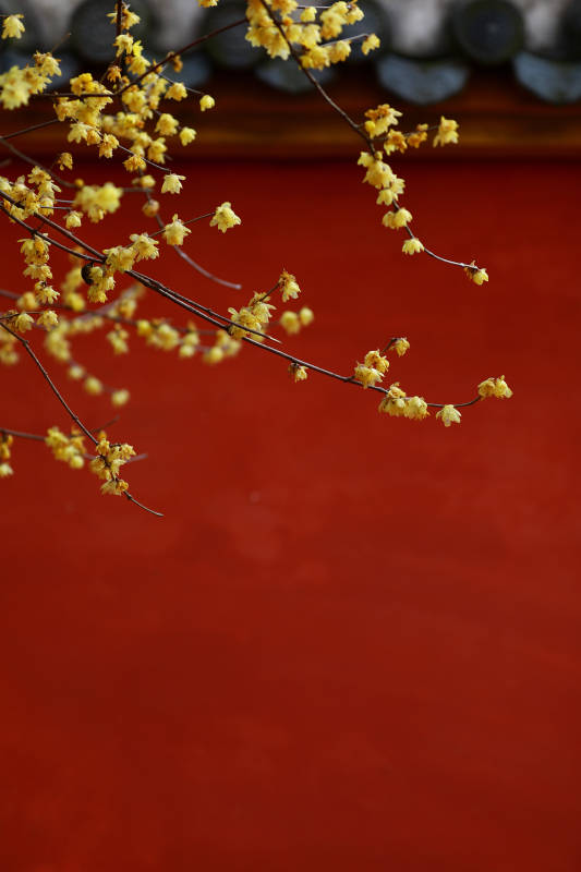 红墙腊梅图片