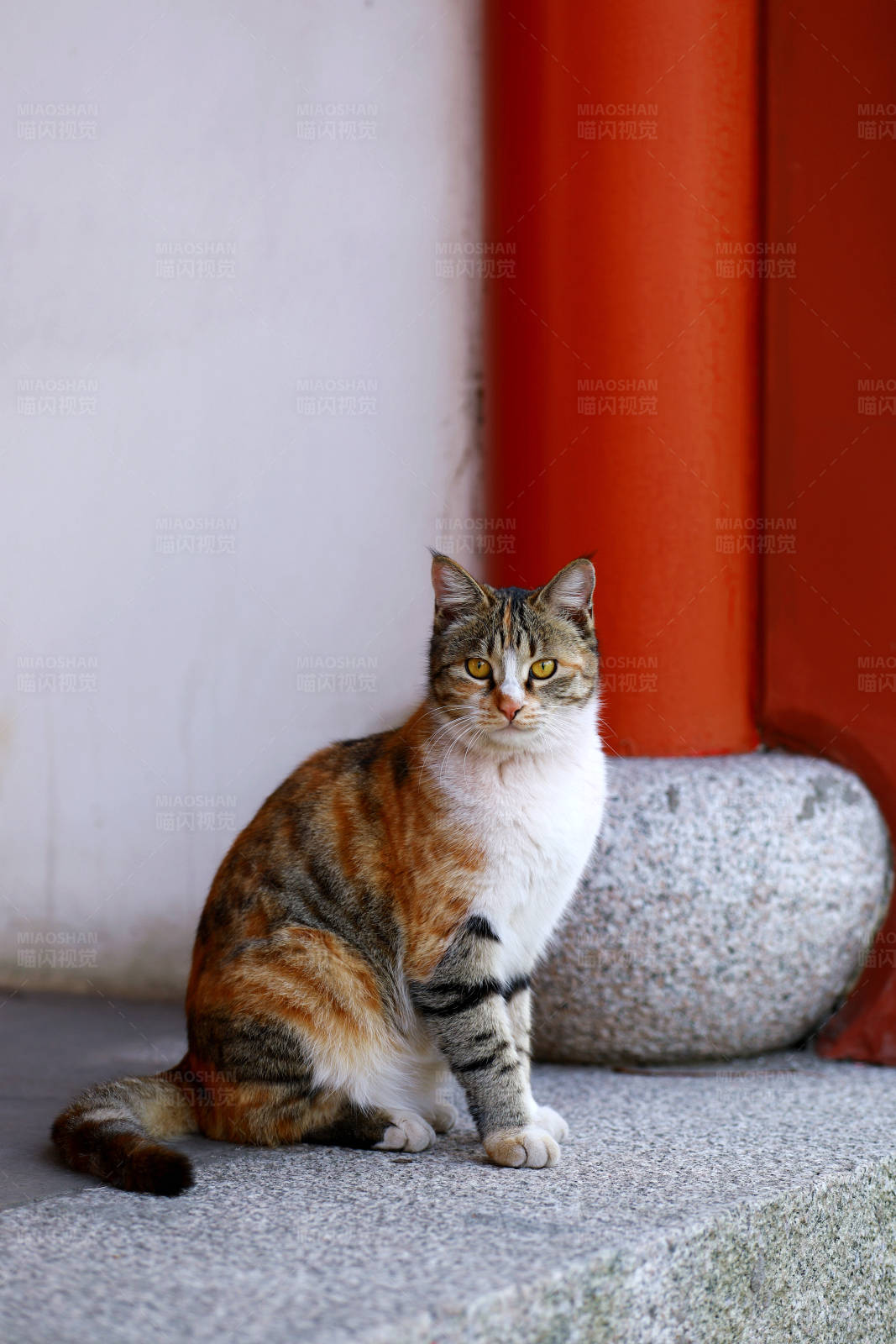 寺庙石阶上的猫咪图片