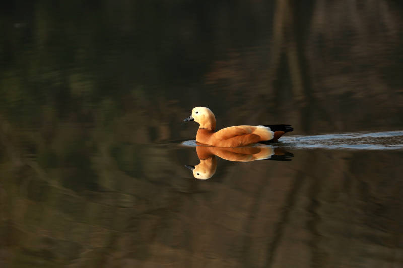 湖面赤麻鸭倒影图片