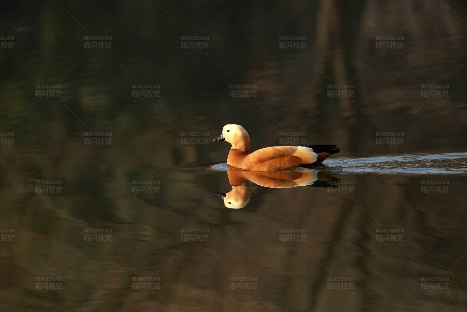 湖面赤麻鸭倒影图片