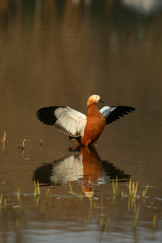 展翅水鸟水中倒影图片